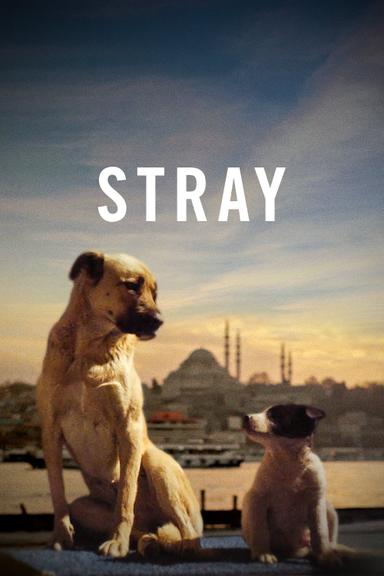 Stray poster