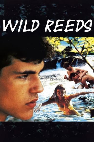 Wild Reeds poster