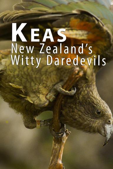 Keas - New Zealand's Witty Daredevils poster