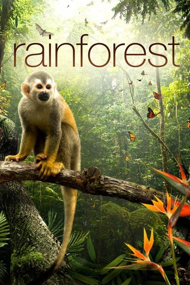 Secret Life of the Rainforest poster