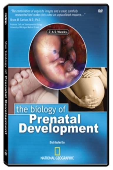 The Biology of Prenatal Development poster