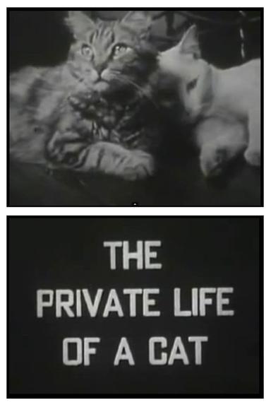 The Private Life of a Cat poster