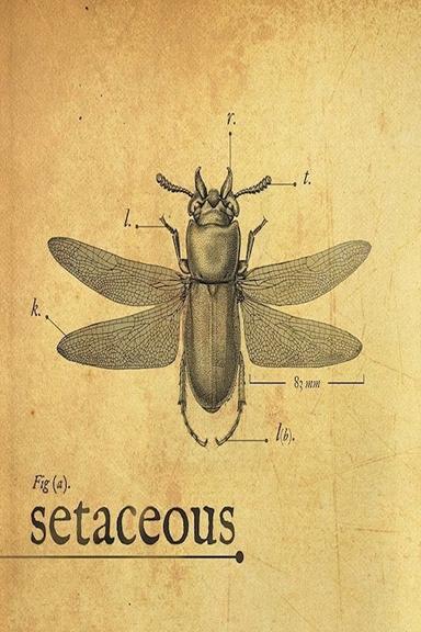 Setaceous poster