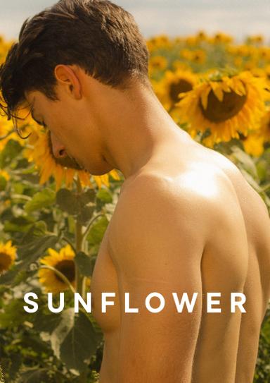 Sunflower poster