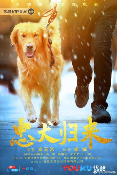 忠犬归来 poster