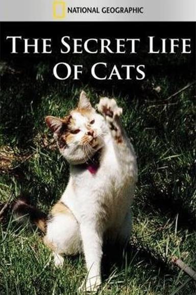 The Secret Life of Cats poster