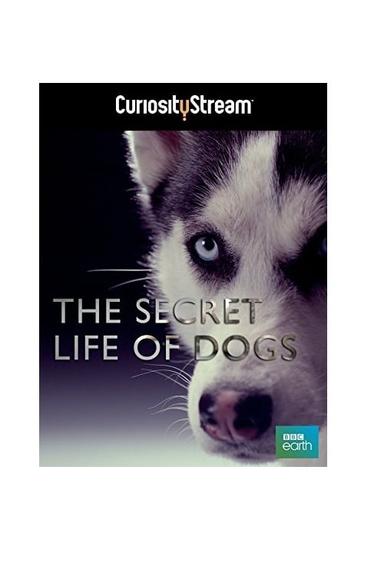 The Secret Life of Dogs poster