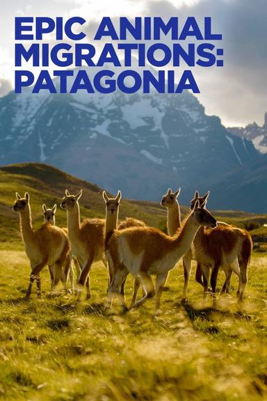 Epic Animal Migrations: Patagonia poster