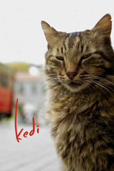 Kedi poster