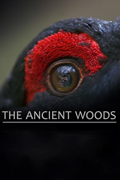 The Ancient Woods poster