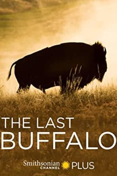 The Last Buffalo poster